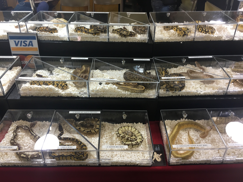 A vendor’s display of available exotic snakes for purchase at an exotic pet expo